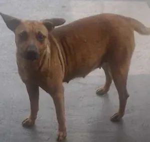 Cachorro raça Viralata idade 2 anos nome Não sei