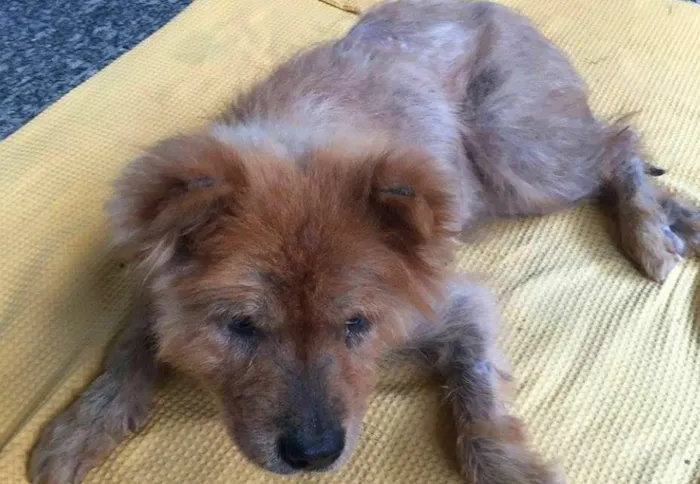 Cachorro ra a Chow Chow idade 6 ou mais anos nome Bella
