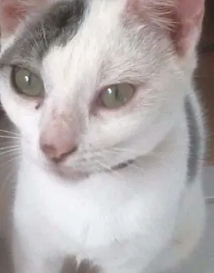 Gato raça Comum idade 7 a 11 meses nome Miley