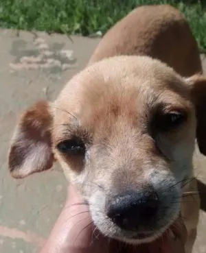 Cachorro raça SRD idade 1 ano nome Juca
