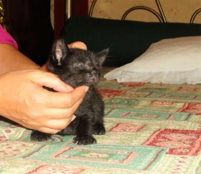 Gato ra a SRD idade Abaixo de 2 meses nome David