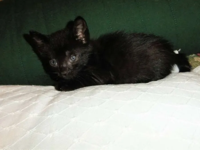 Gato ra a SRD idade Abaixo de 2 meses nome David