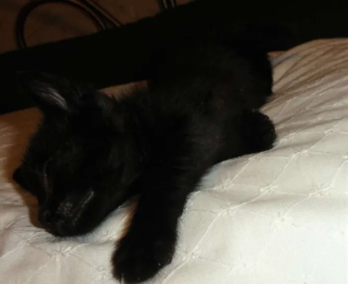 Gato ra a SRD idade Abaixo de 2 meses nome David