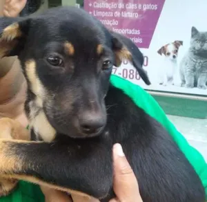 Cachorro raça SRD idade 2 a 6 meses nome fRIDA