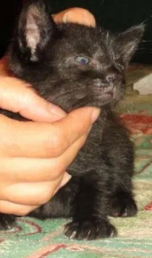 Gato raça SRD idade Abaixo de 2 meses nome David