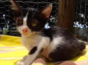 Gato raça SRD idade  nome Fiona