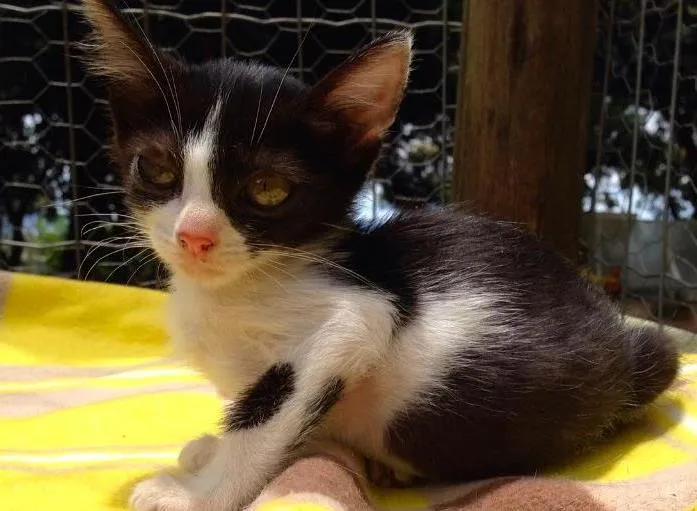 Gato ra a SRD idade  nome Fiona