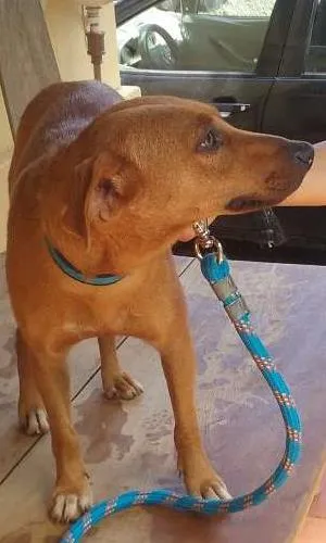 Cachorro raça srd idade 2 anos nome Lupita