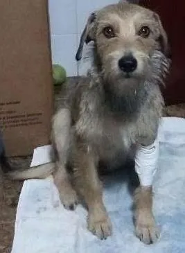Cachorro raça SRD idade 1 ano nome Katrina