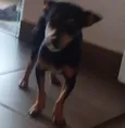 Belinha 