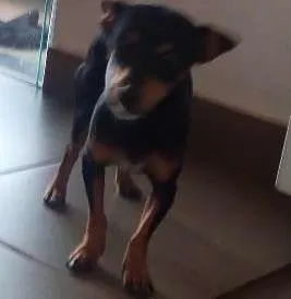 Cachorro raça Pintcher  idade 7 a 11 meses nome Belinha 