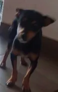 Belinha 