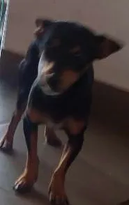 Cachorro raça Pintcher  idade 7 a 11 meses nome Belinha 
