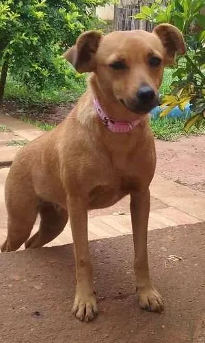 Cachorro raça SRD idade  nome Paçoca