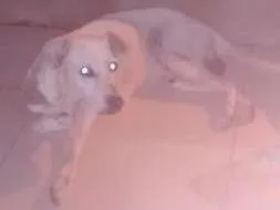 Cachorro raça Pitt bull com vira lata idade 6 ou mais anos nome Marley