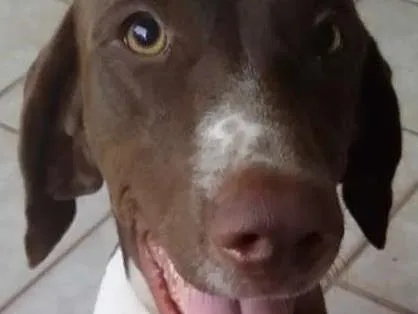 Cachorro raça Braco Alemão  idade 6 ou mais anos nome Bruno e Lina