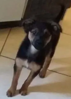 Cachorro ra a Vira-lata idade 2 a 6 meses nome Shiva