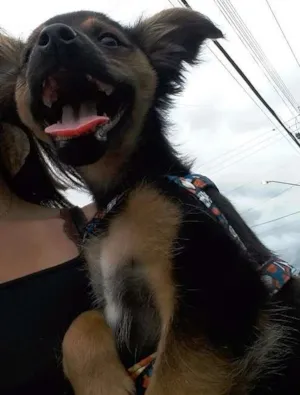 Cachorro raça Vira-lata idade 2 a 6 meses nome Shiva