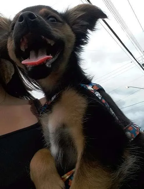 Cachorro ra a Vira-lata idade 2 a 6 meses nome Shiva
