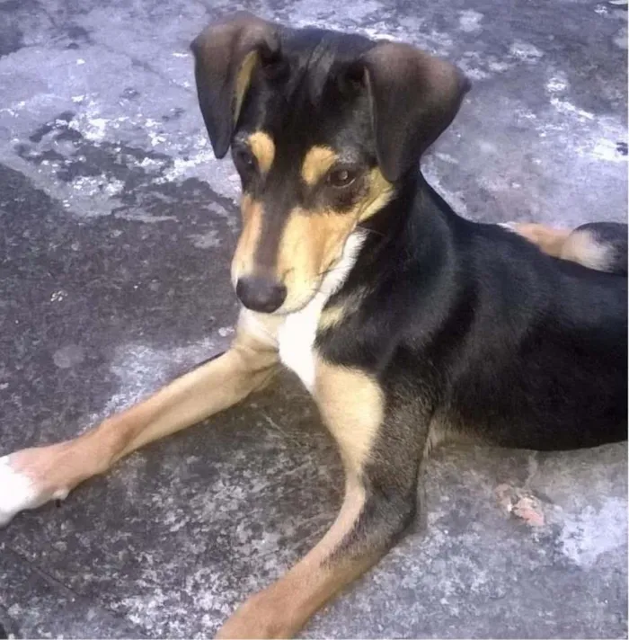 Cachorro ra a Sem Raça  idade 7 a 11 meses nome Amarazinho 