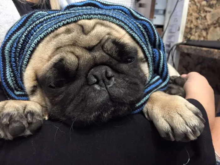 Cachorro ra a PUG idade 2 anos nome GUGA GRATIFICA