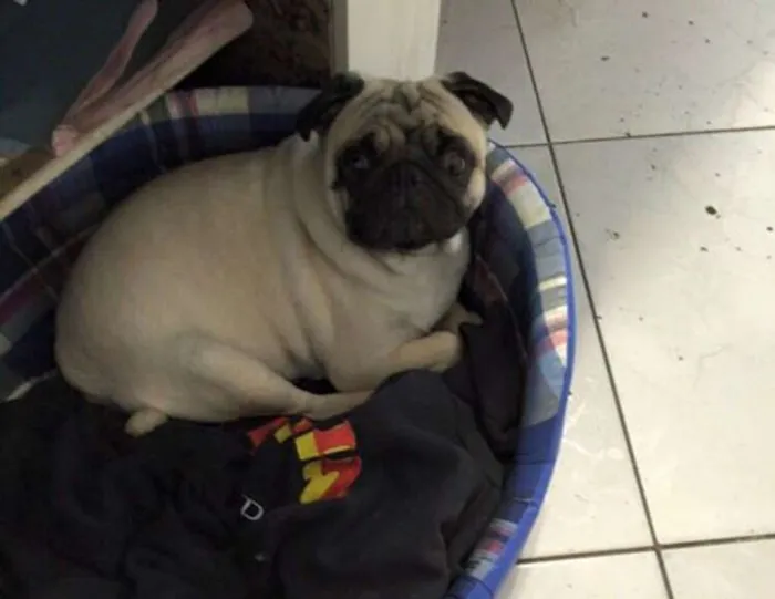 Cachorro ra a PUG idade 2 anos nome GUGA GRATIFICA