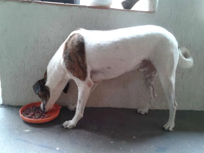 Cachorro ra a SRD idade 4 anos nome bili