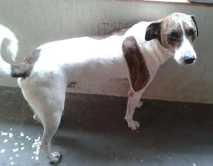 Cachorro ra a SRD idade 4 anos nome bili