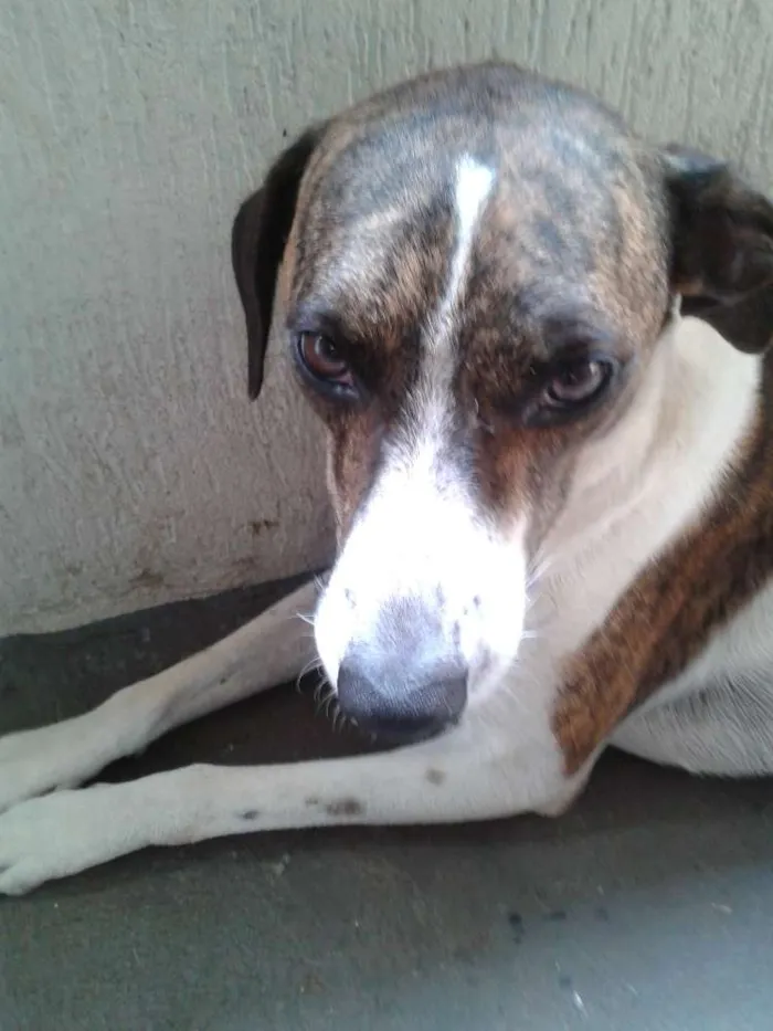 Cachorro ra a SRD idade 4 anos nome bili