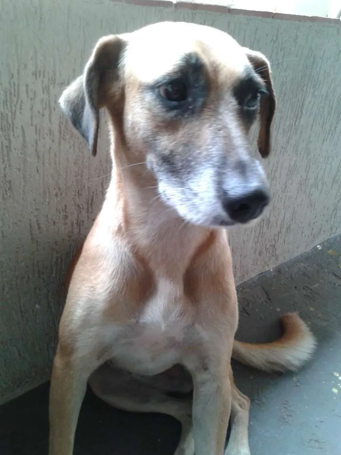 Cachorro ra a SRD idade 4 anos nome laila