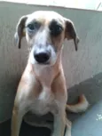 laila