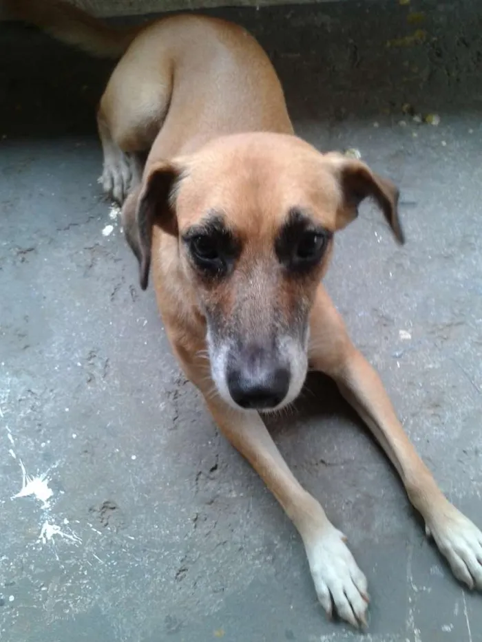 Cachorro ra a SRD idade 4 anos nome laila