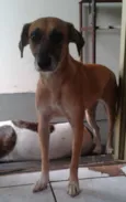 laila