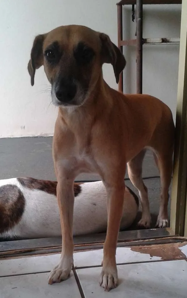 Cachorro ra a SRD idade 4 anos nome laila