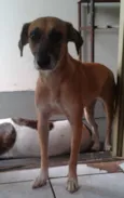 laila