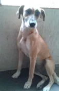 laila
