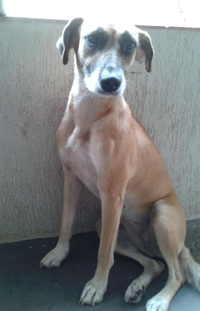 Cachorro ra a SRD idade 4 anos nome laila