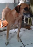 laila