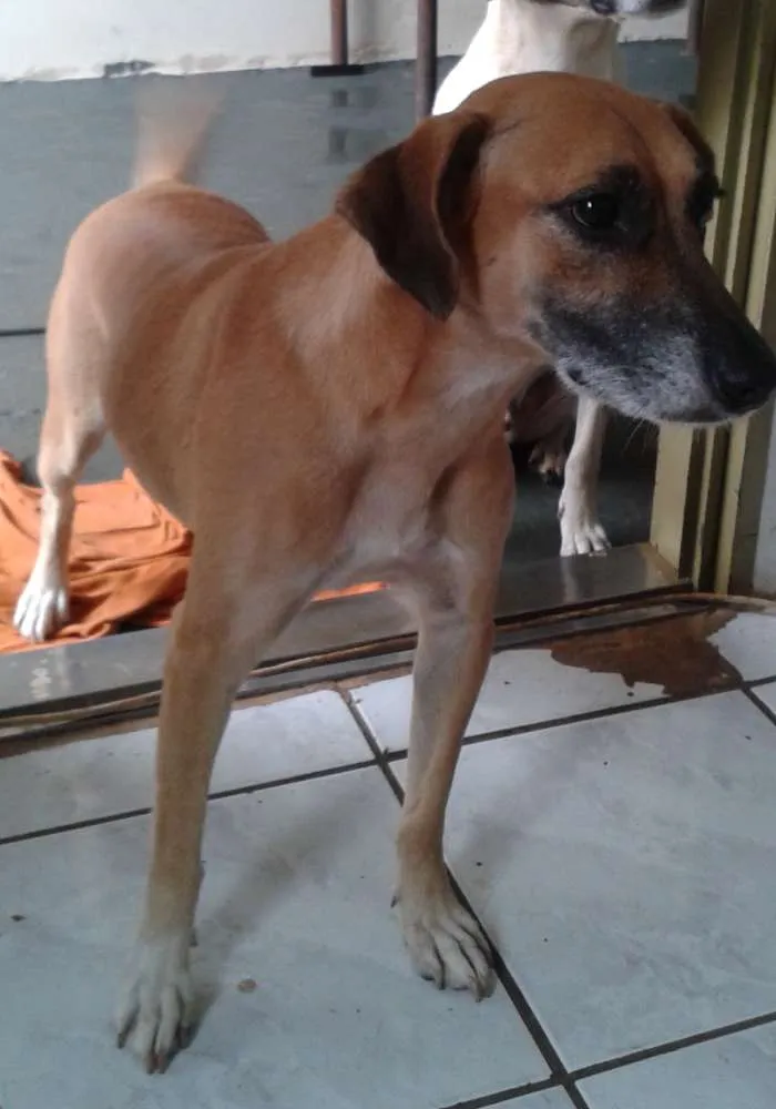 Cachorro ra a SRD idade 4 anos nome laila