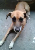 laila