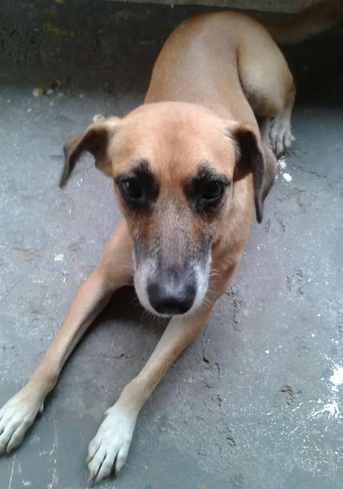 Cachorro ra a SRD idade 4 anos nome laila