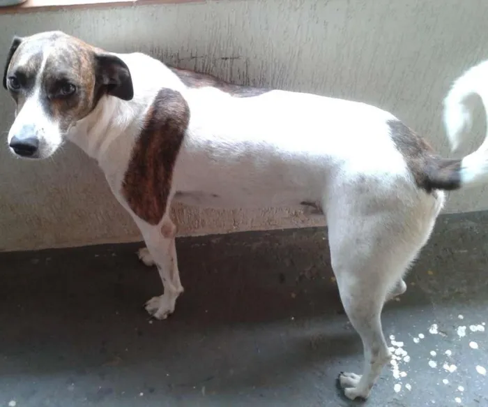 Cachorro ra a SRD idade 4 anos nome bili