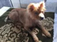 Bella
