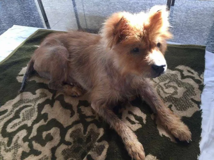 Cachorro ra a Chow Chow idade 6 ou mais anos nome Bella