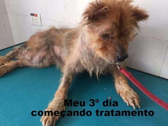 Cachorro ra a Chow Chow idade 6 ou mais anos nome Bella