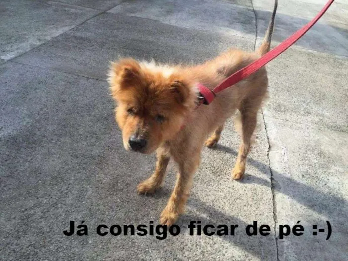 Cachorro ra a Chow Chow idade 6 ou mais anos nome Bella