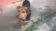 pretinha