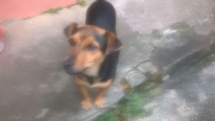 Cachorro ra a vira lata idade 1 ano nome pretinha