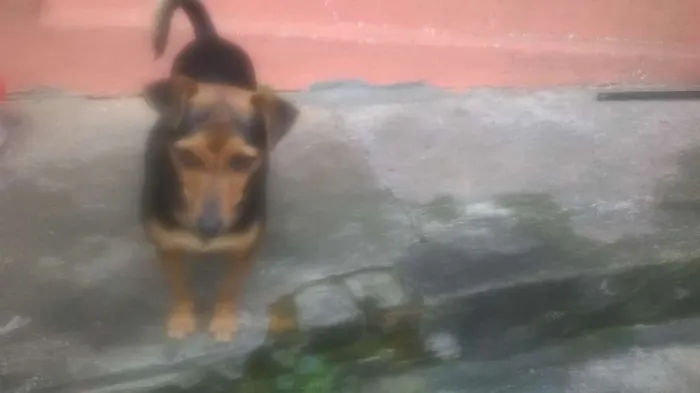 Cachorro ra a vira lata idade 1 ano nome pretinha