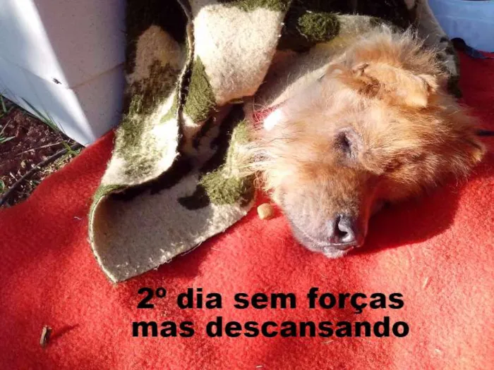 Cachorro ra a Chow Chow idade 6 ou mais anos nome Bella